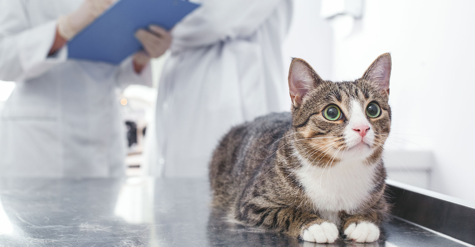 cat on vet table