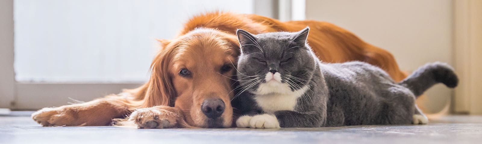 King-Fisher_banner_2 Dog and Cat laying down together