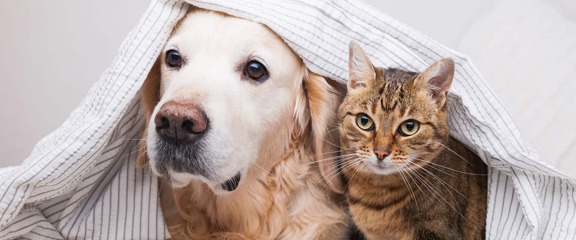 dog and cat looking out from under sheet