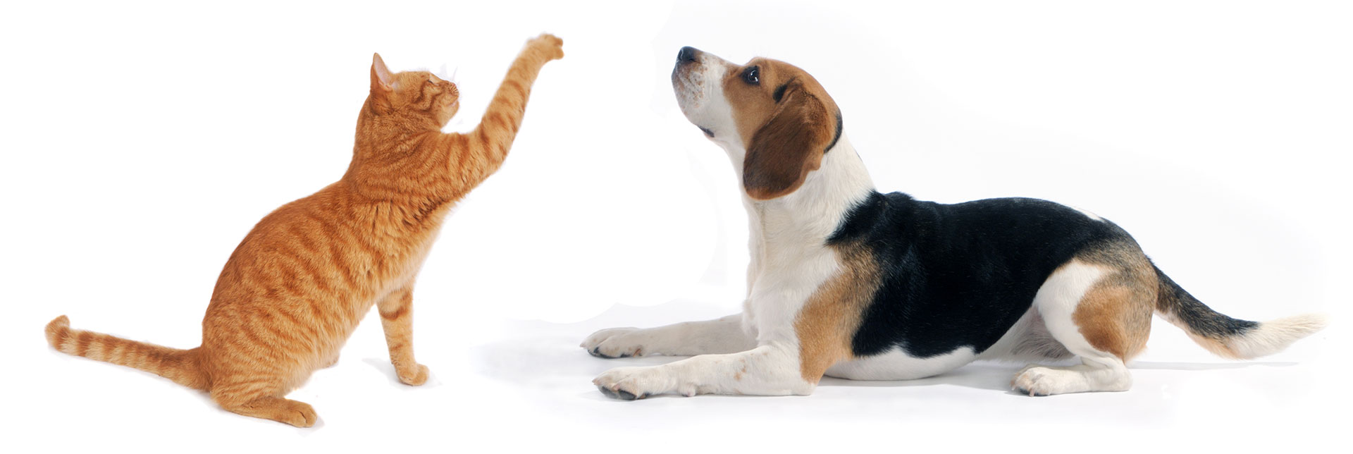 Orange cat and beagle